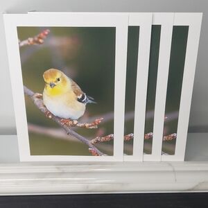 4  Beautifully Marked American Tree Sparrow Matte Finish Blank Photo Cards